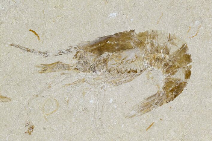 Cretaceous Fossil Shrimp - Lebanon #107412